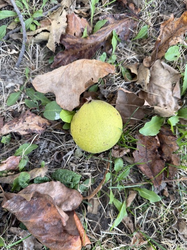 eastern black walnut photograph by the iNaturalist community