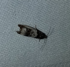 Notocelia rosaecolana