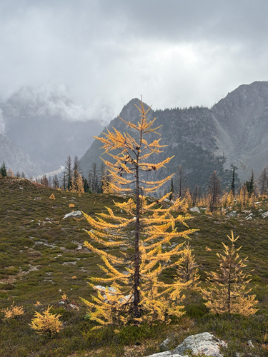 Larix lyallii observed 2026-10-17