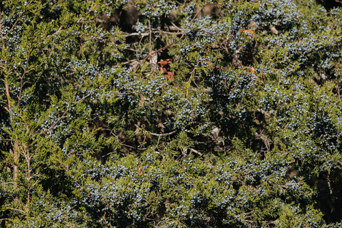 eastern redcedar photograph by the iNaturalist community