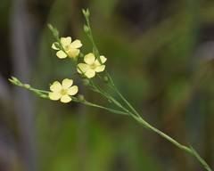 Linum floridanum