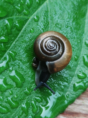 Sarika resplendens, 2026-10-23