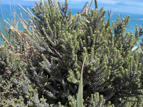 Ozothamnus leptophyllus observed 2026-10-24
