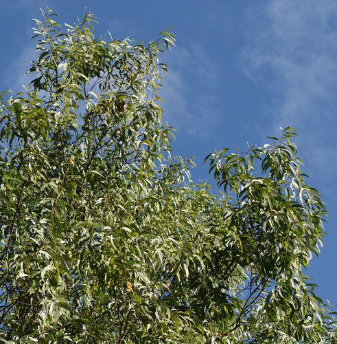 Acacia crassicarpa observed 2026-08-20