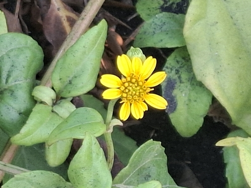 Wollastonia biflora observed 2026-10-24