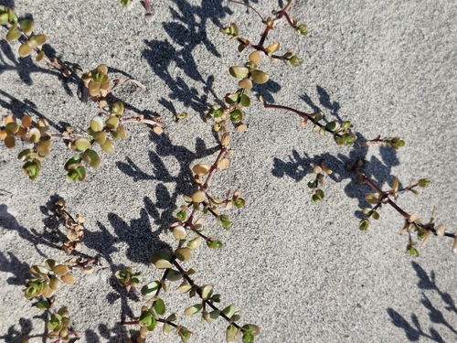 Epilobium microphyllum observed 2026-10-23