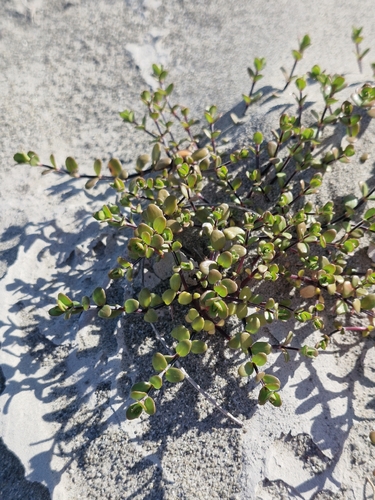 Epilobium microphyllum observed 2026-10-23