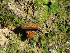 Austropaxillus squarrosus