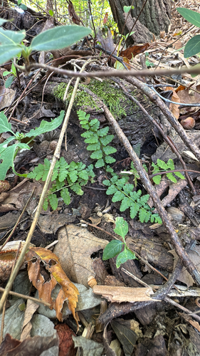 Physematium obtusum observed 2026-10-23