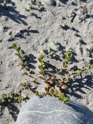 Epilobium microphyllum observed 2026-10-23