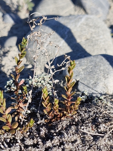 Epilobium microphyllum observed 2026-10-23