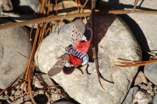 Spotted Lanternfly photograph by the iNaturalist community