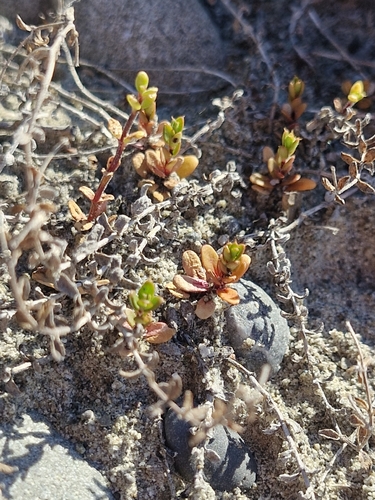 Epilobium microphyllum observed 2026-10-23