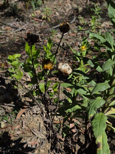Xerochrysum bracteatum observed 2026-10-24