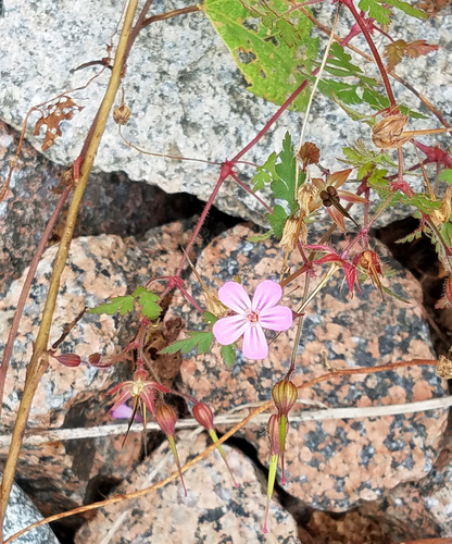 Herb Robert photograph by the iNaturalist community