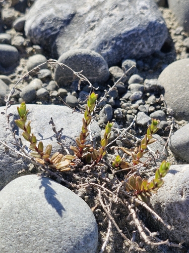 Epilobium microphyllum observed 2026-10-23