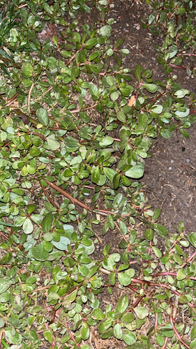 Common Purslane photograph by the iNaturalist community