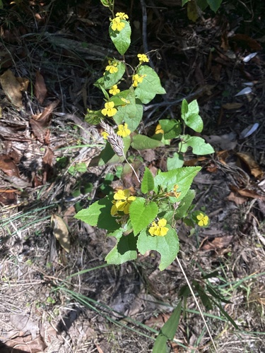 Goodenia ovata observed 2026-10-24