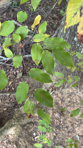 Carpinus caroliniana, 2026-10-23