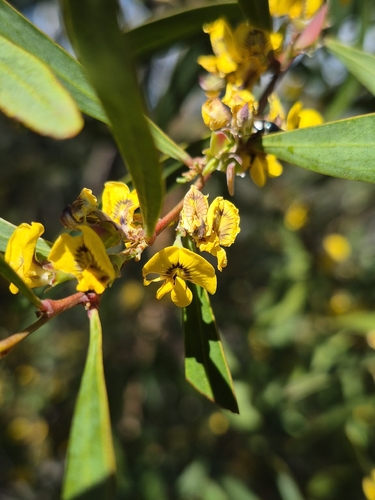 Daviesia mimosoides observed 2026-10-24