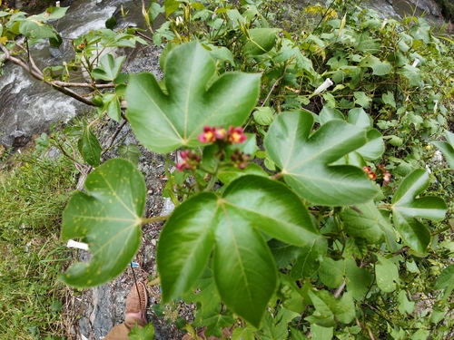 Jatropha gossypiifolia observed 2026-10-23