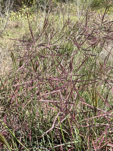 Bothriochloa bladhii observed 2026-10-22