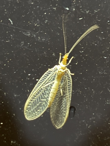 Weeping Green Lacewing