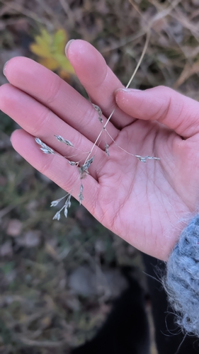 Poa pratensis observed 2026-10-23