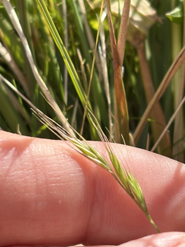 Festuca bromoides observed 2026-10-23
