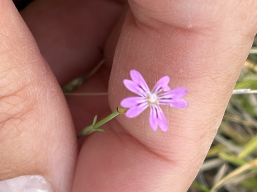 Petrorhagia dubia observed 2026-10-23