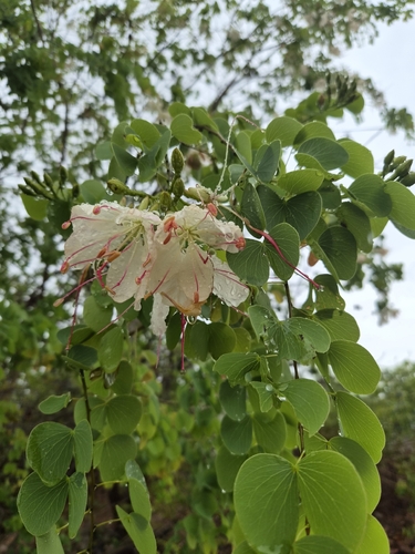 Lysiphyllum hookeri observed 2026-10-24