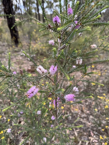 Melaleuca decussata observed 2026-10-24