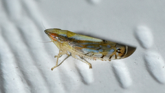 Scaphytopius elegans