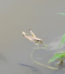 Paroxya atlantica