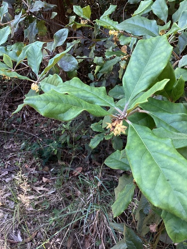 Pittosporum revolutum, 2026-10-24