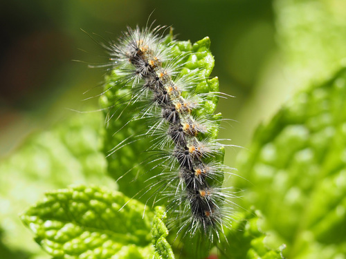 Fall Webworm Moth photograph by the iNaturalist community