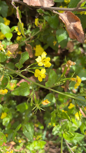 Goodenia ovata observed 2026-10-24