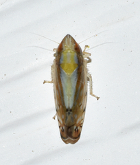 Scaphytopius elegans