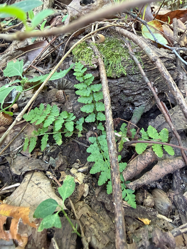 Physematium obtusum observed 2026-10-23