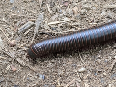 Narceus americanus
