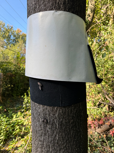 Spotted Lanternfly photograph by the iNaturalist community