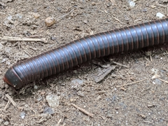 Narceus americanus