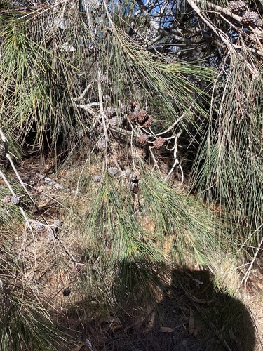 Allocasuarina littoralis observed 2026-10-24