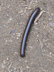 Narceus americanus