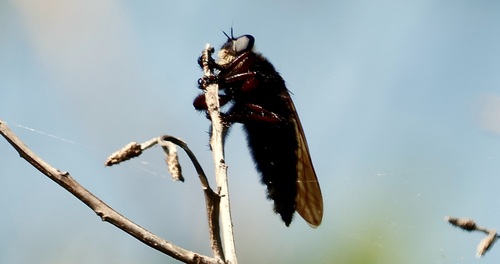 Black Bee-Killer