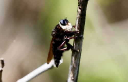 Black Bee-Killer