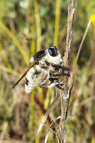 Florida Bee-Killer