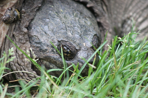 Common Snapping Turtle photograph by the iNaturalist community
