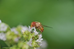 Copestylum sexmaculatum