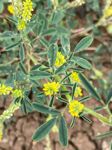 Melilotus indicus observed 2026-10-24